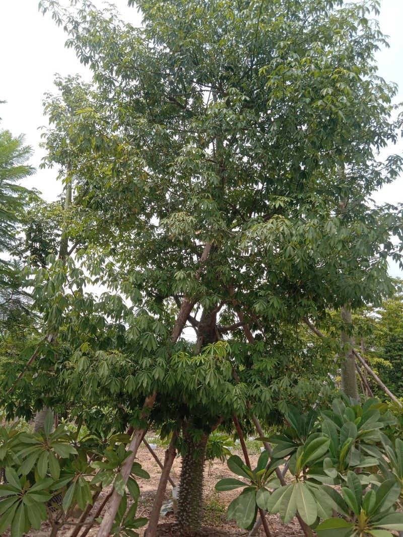 供应美丽，大腹木棉全冠移植苗22一50分。