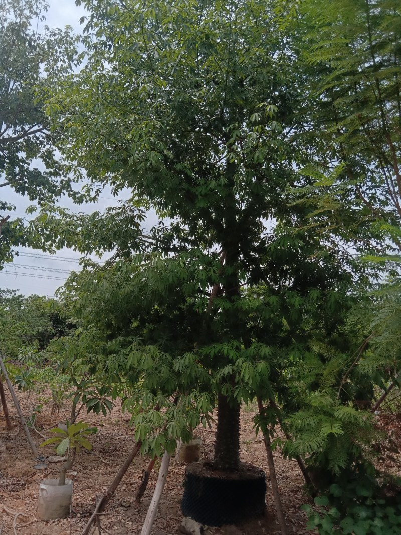 供应美丽，大腹木棉全冠移植苗22一50分。