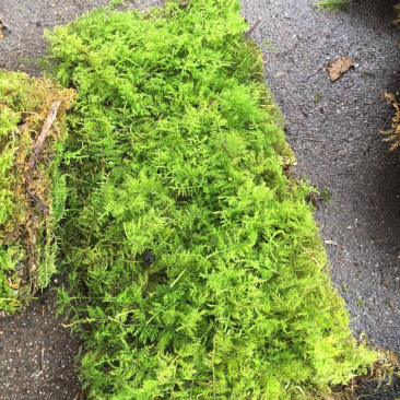 大羽藓草皮阴干苔藓发货包邮