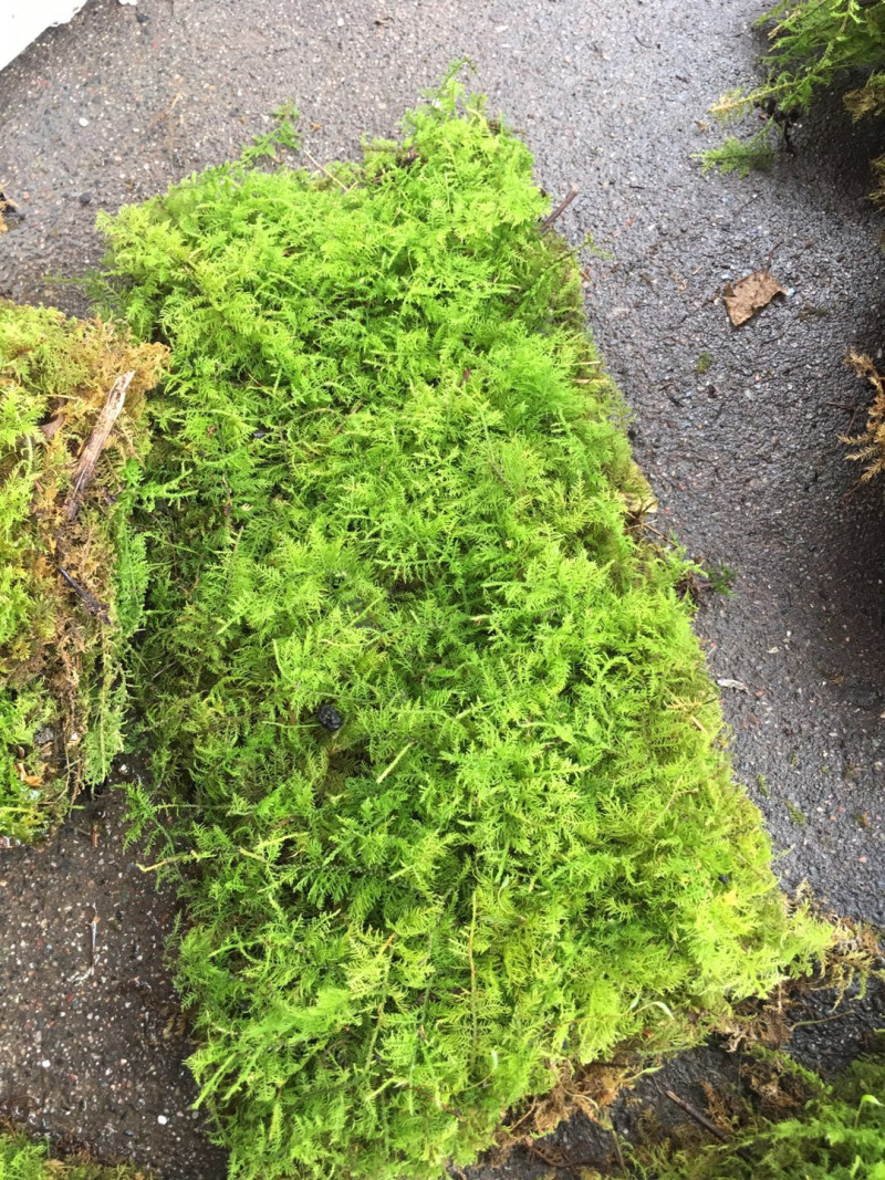 大羽藓草皮阴干苔藓发货包邮