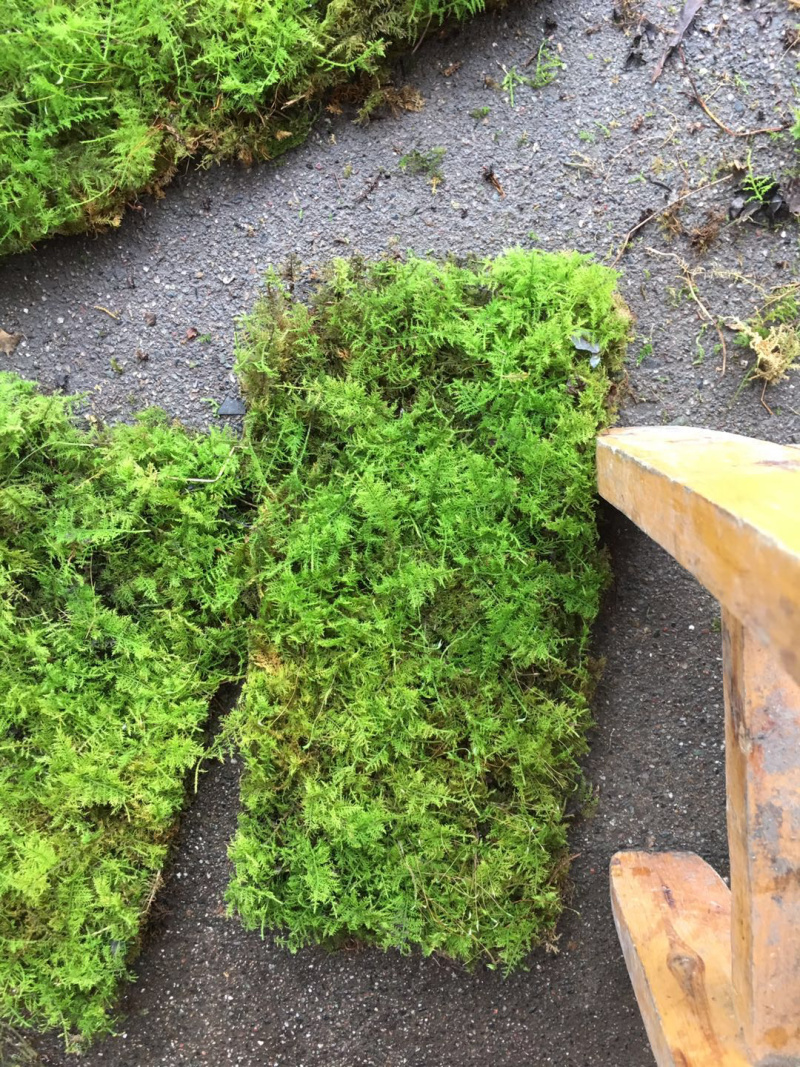 大羽藓草皮阴干苔藓发货包邮