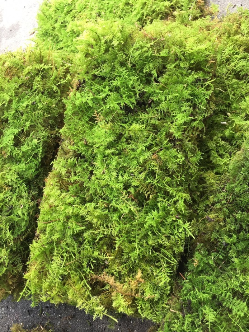 大羽藓草皮阴干苔藓发货包邮