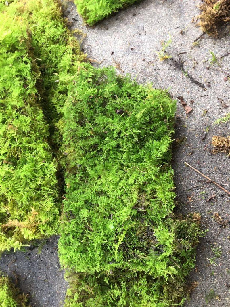 大羽藓草皮阴干苔藓发货包邮