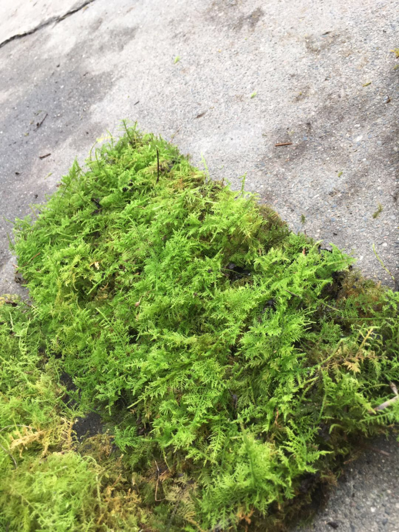 大羽藓草皮阴干苔藓发货包邮