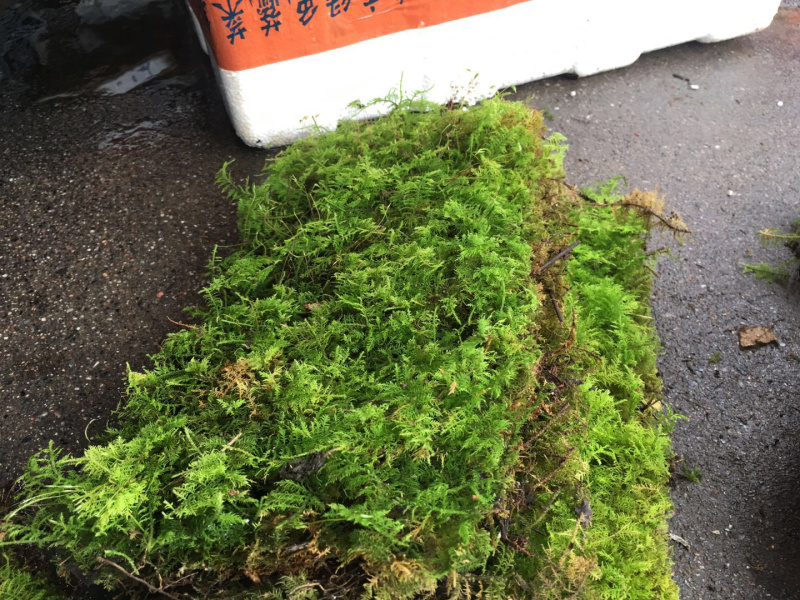 大羽藓草皮阴干苔藓发货包邮