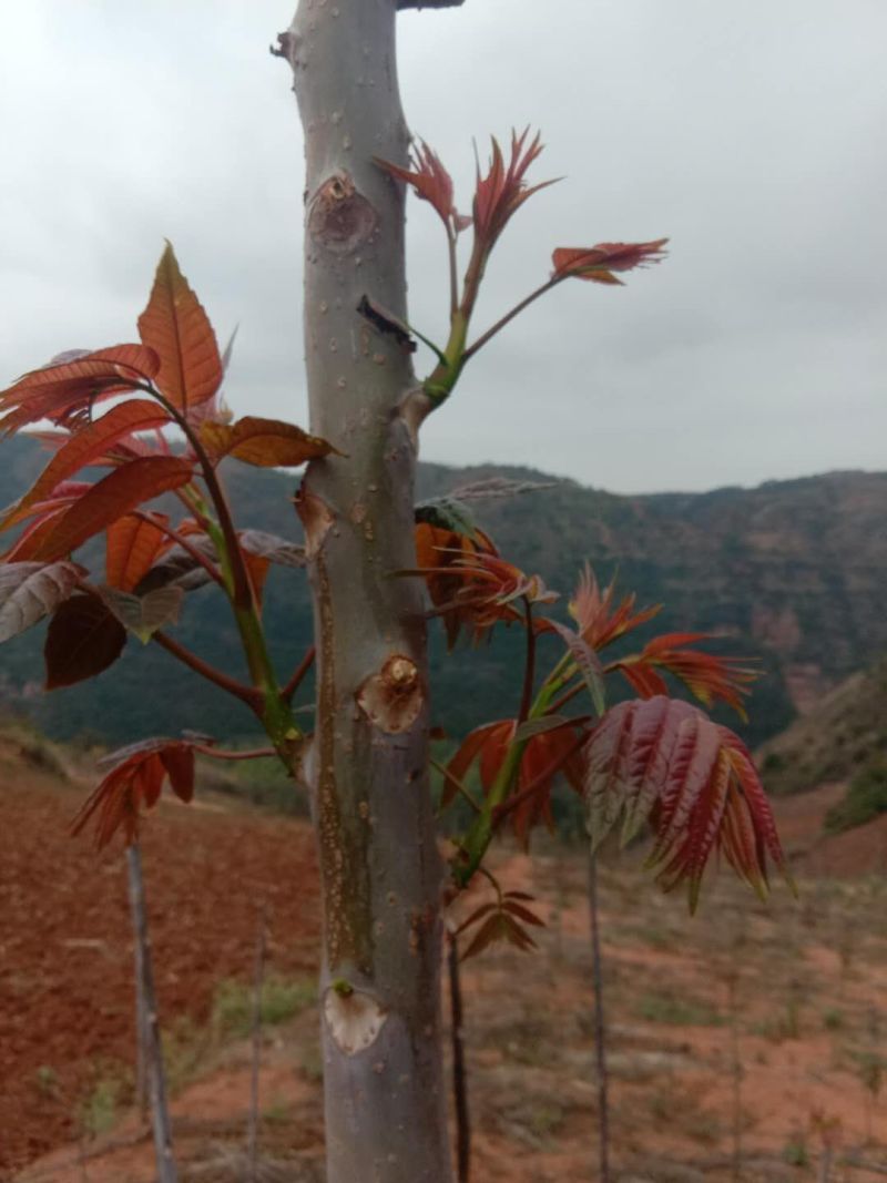 基地直销高品质四季香椿芽