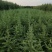 雪松苗雪松小苗雪松工程用苗