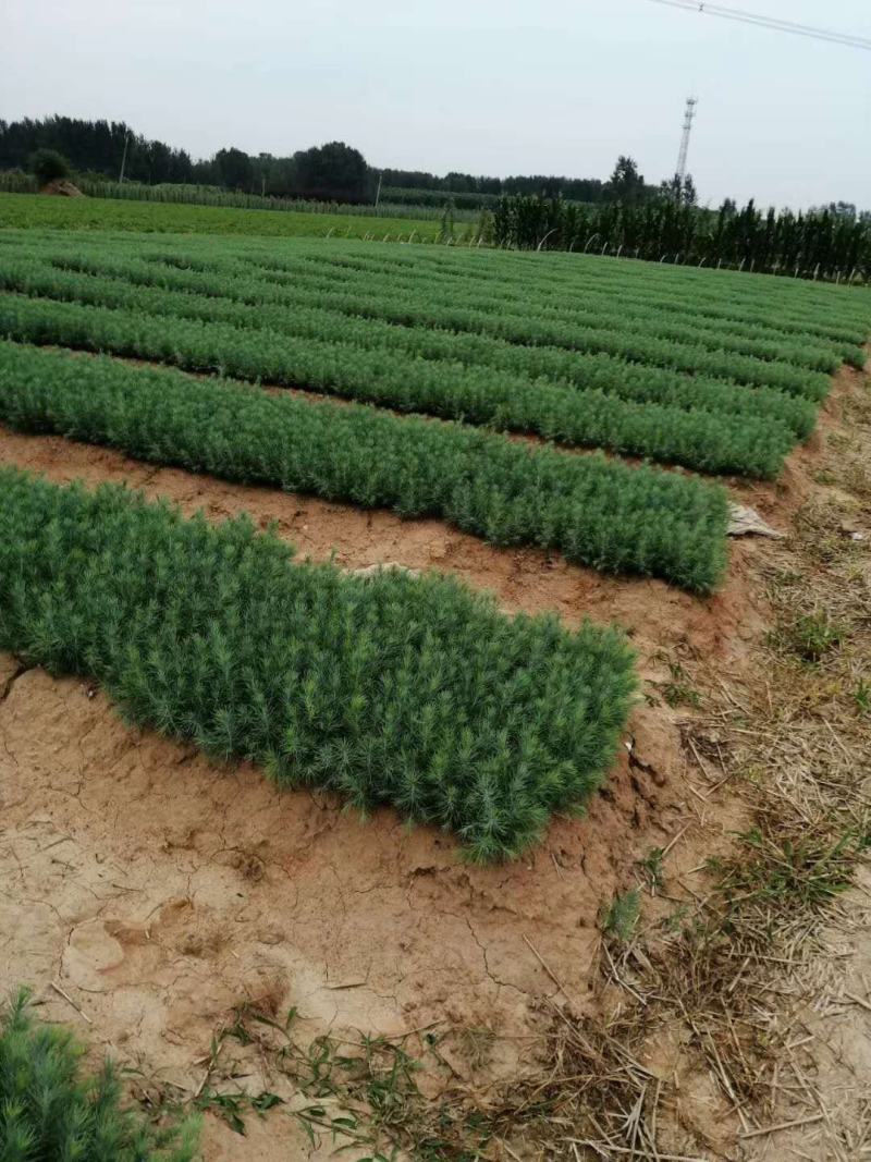 雪松苗雪松小苗雪松工程用苗