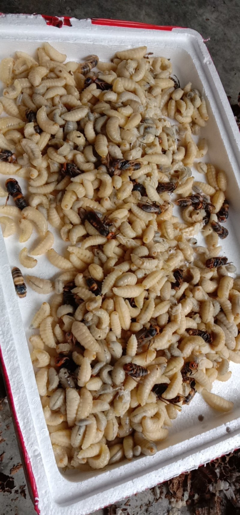 金环虎头蜂马蜂蜂蛹七里