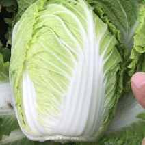 大白菜玲珑黄大白菜黄芯5-6斤代发全国