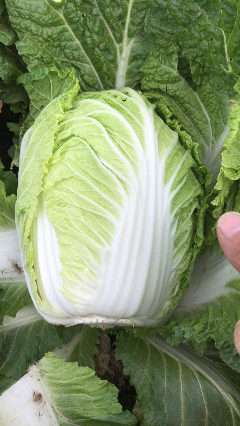 大白菜玲珑黄大白菜黄芯5-6斤代发全国
