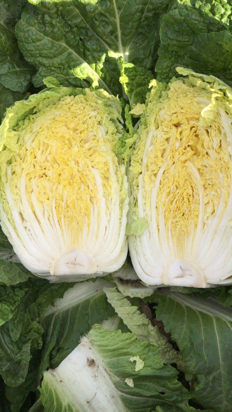 大白菜玲珑黄大白菜黄芯5-6斤代发全国