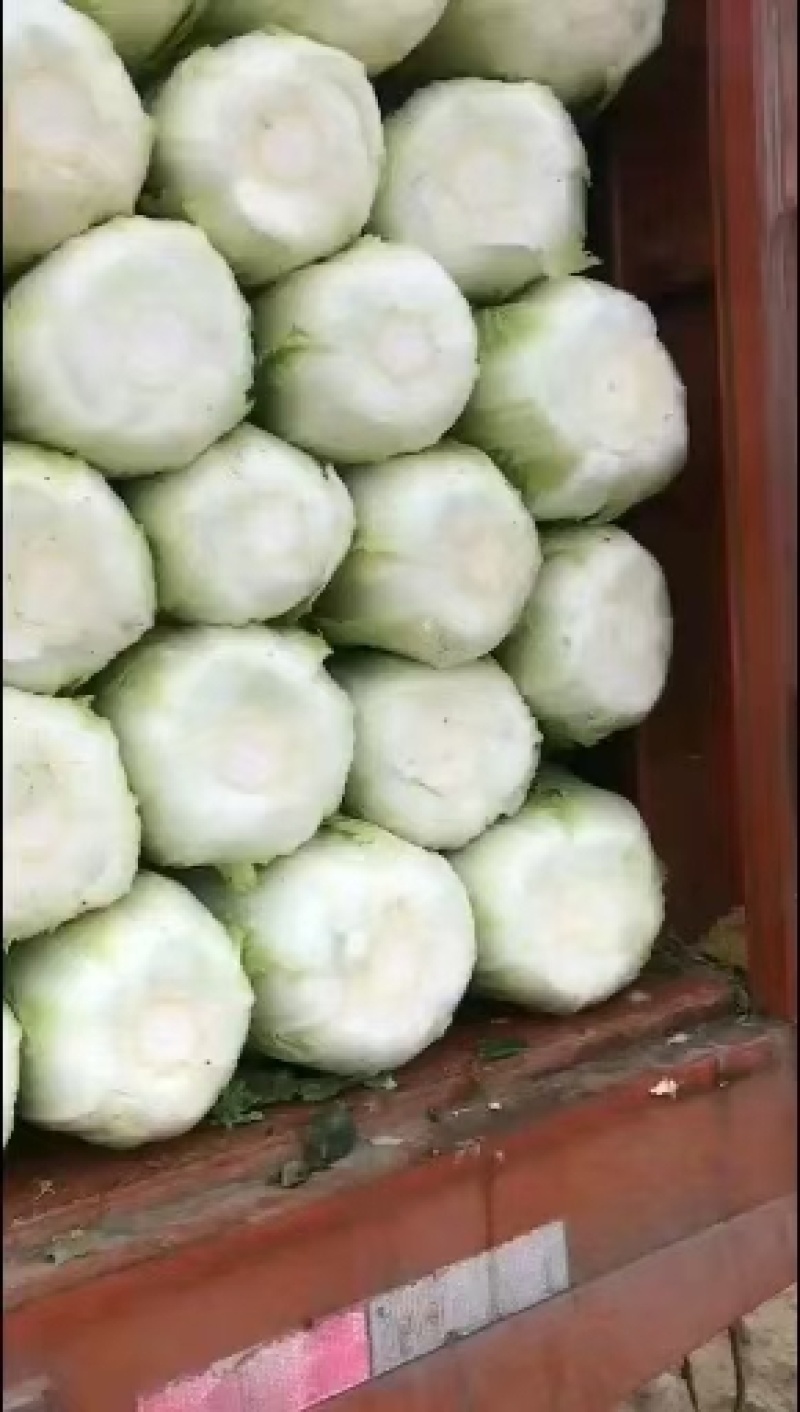 大白菜玲珑黄大白菜黄芯5-6斤代发全国