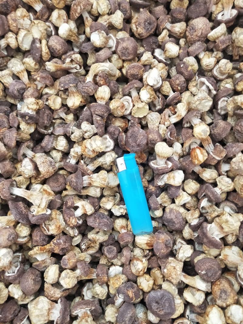 精品本色姬松茸小蘑菇