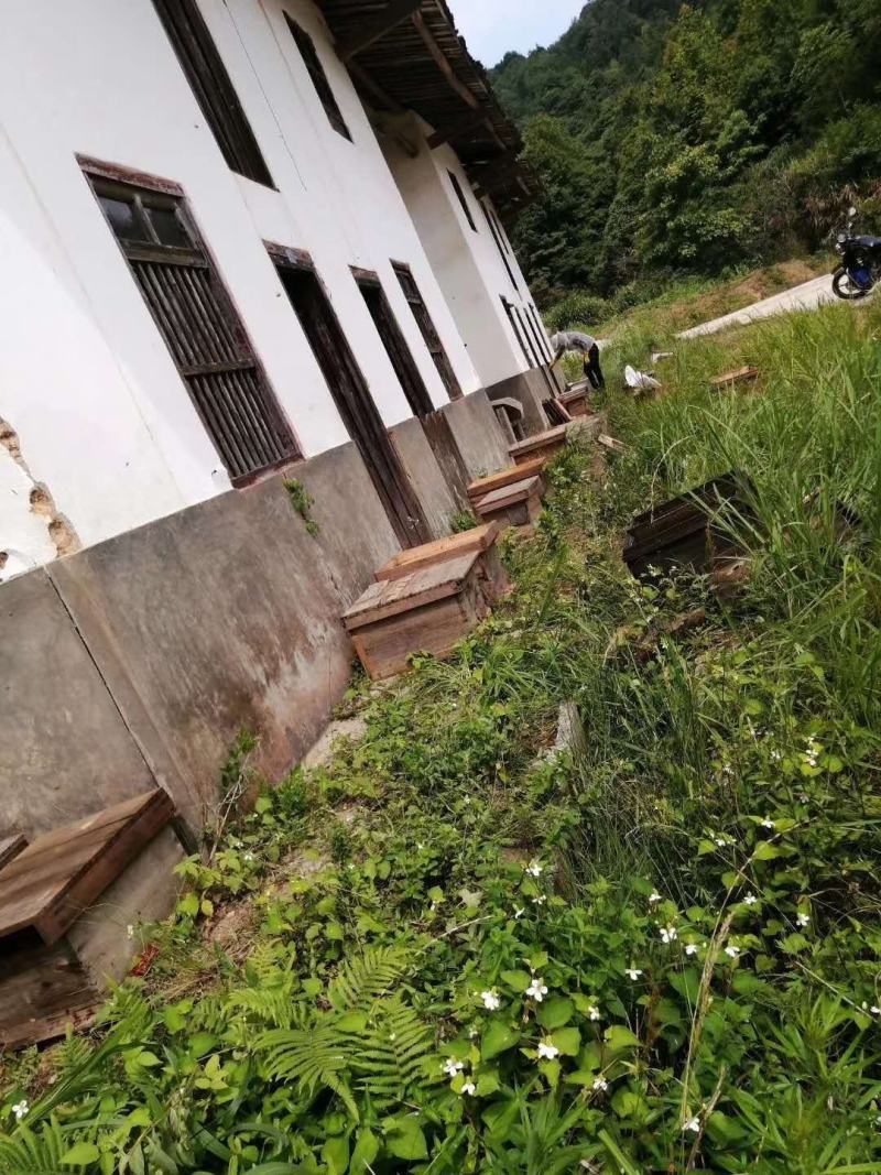 深山老刘中华土蜂乌桕蜜