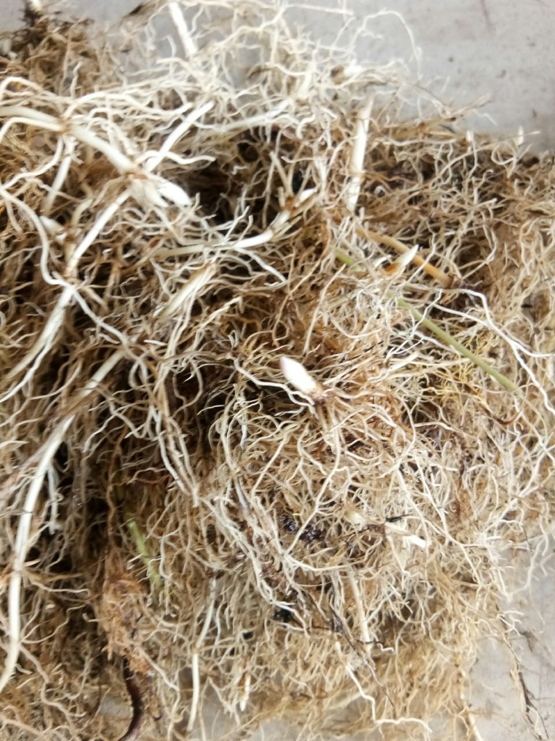 铃兰芽，电商专用款，全芽花卉绿植花苗办公室内盆栽