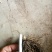 铃兰芽，电商专用款，全芽花卉绿植花苗办公室内盆栽