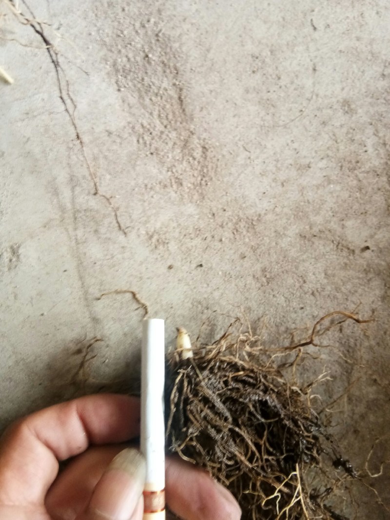 铃兰芽，电商专用款，全芽花卉绿植花苗办公室内盆栽