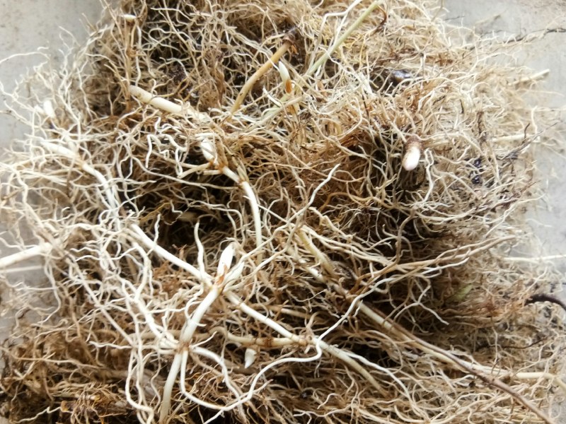 铃兰芽，电商专用款，全芽花卉绿植花苗办公室内盆栽
