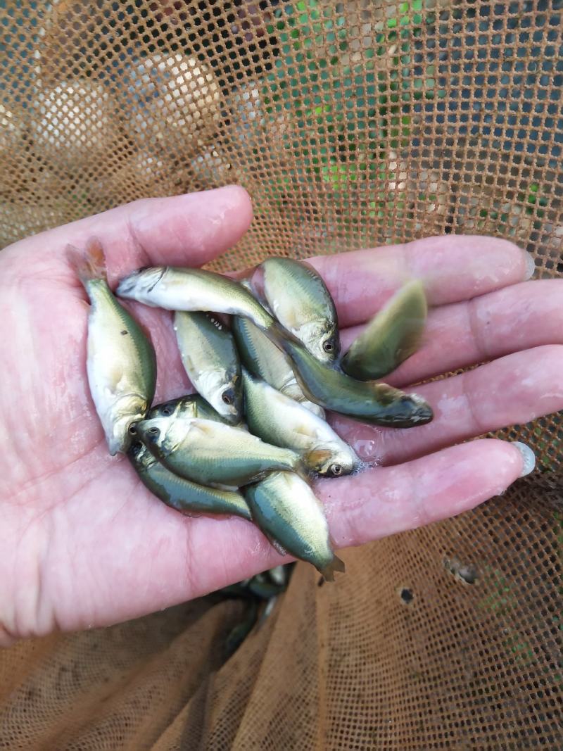 【裸鲤鱼苗】，免费检测水质，鱼塘规划，鱼苗搭配及售后