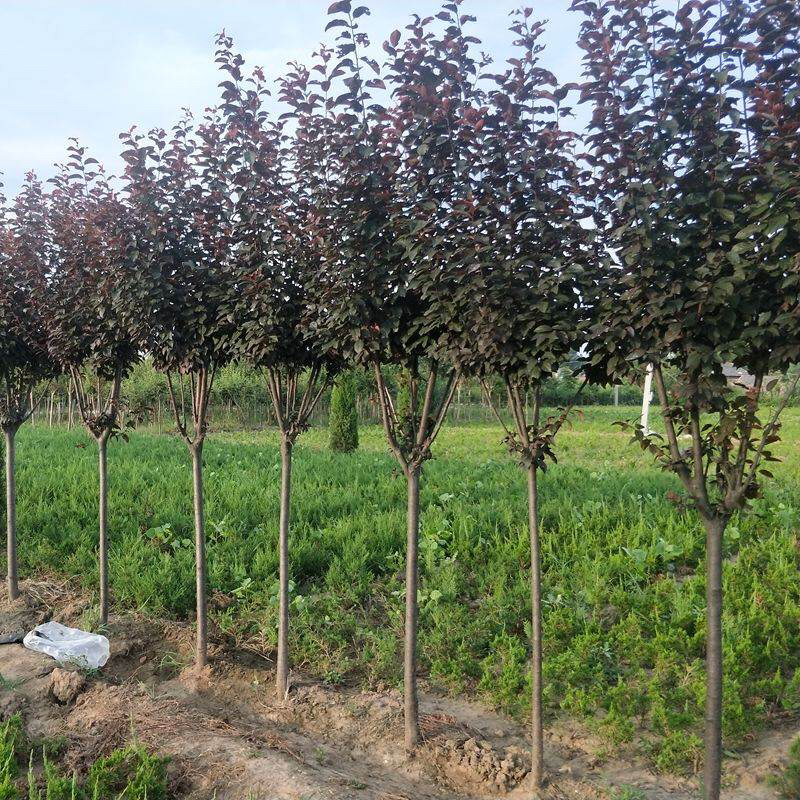 基地直销5-10公分红叶李紫叶李树苗绿化工程苗