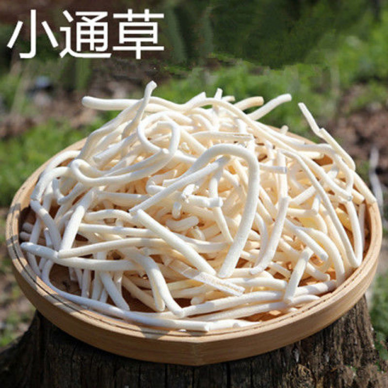 正品小通草大货供应