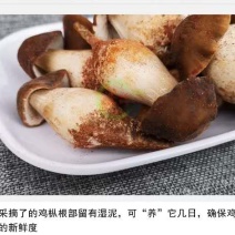 露水鸡枞，市面无竞品，欢迎同行吃螃蟹