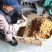 新货无患子果皮整果种子天然野生新鲜园圆皂角无患子皮种