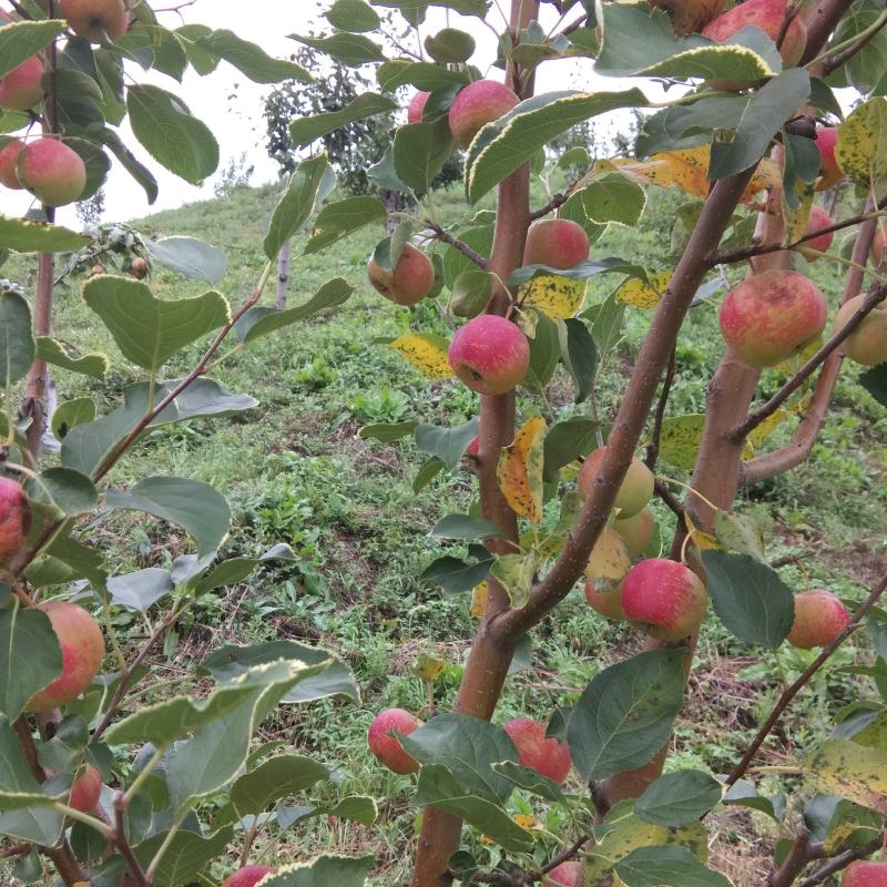 龙丰果，龙丰果甜脆可口