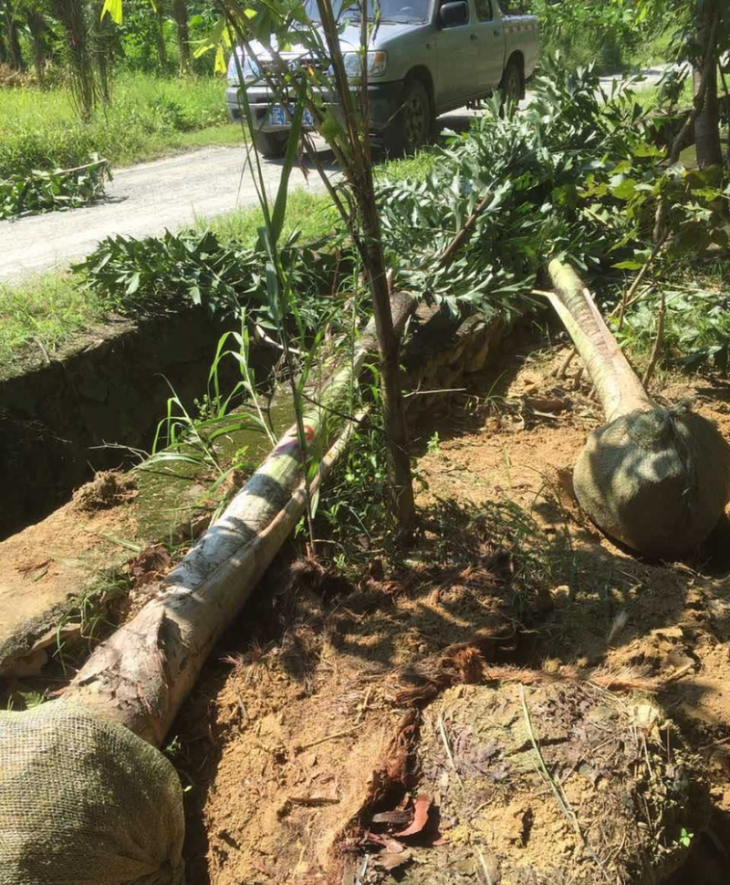 福建精品鱼尾葵价格基地直销鱼尾葵树高12米鱼尾葵批发