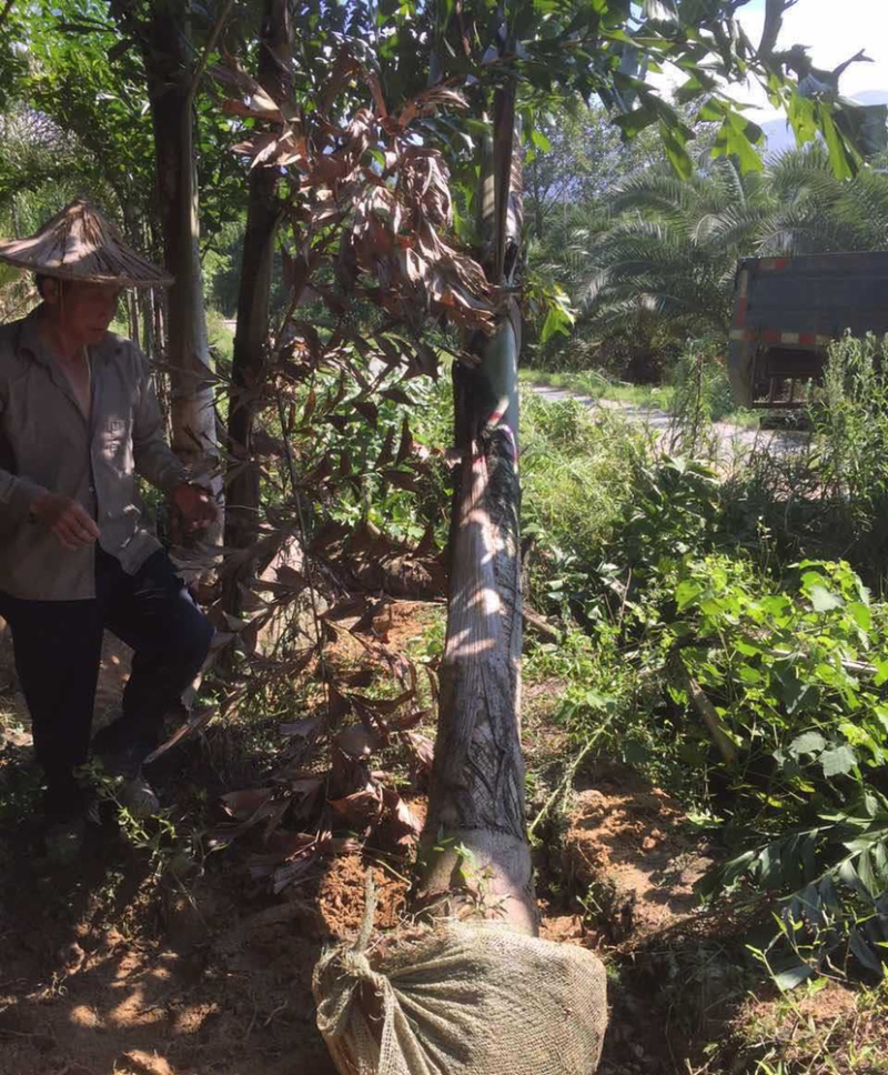 福建精品鱼尾葵价格基地直销鱼尾葵树高12米鱼尾葵批发