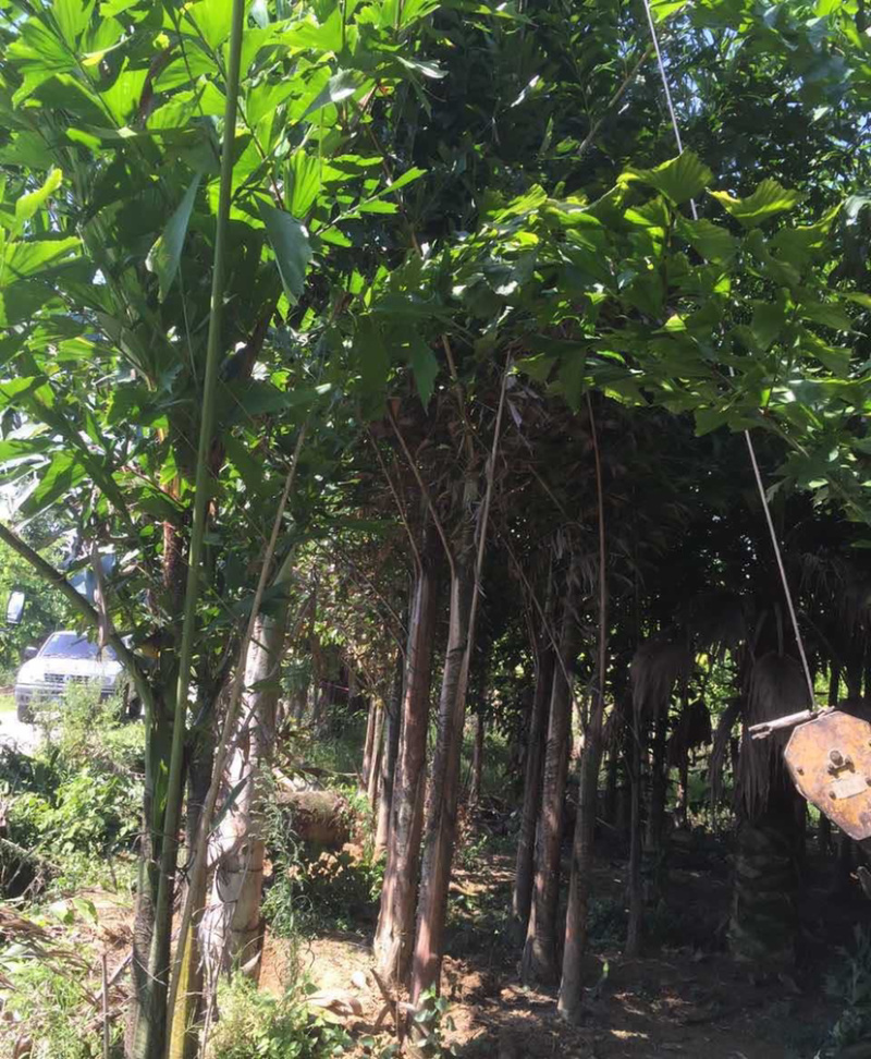 福建精品鱼尾葵价格基地直销鱼尾葵树高12米鱼尾葵批发