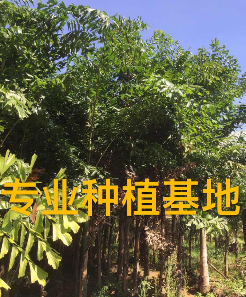 福建精品鱼尾葵价格基地直销鱼尾葵树高12米鱼尾葵批发