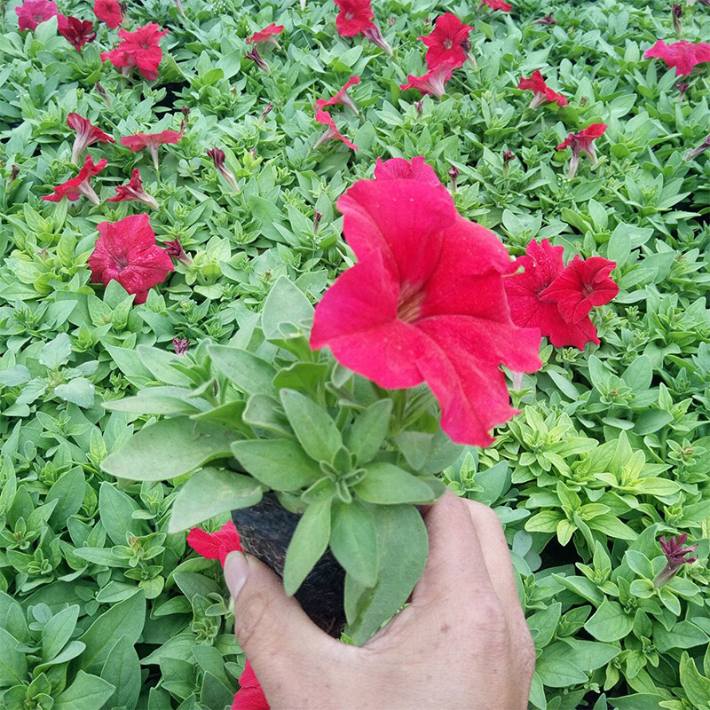 批发耐寒节日绿化营养杯苗道路绿化苗三色堇花苗各种盆栽苗