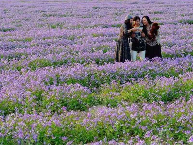 柳叶马鞭草种子花海景观花卉柳叶马鞭草公园花园观赏型花