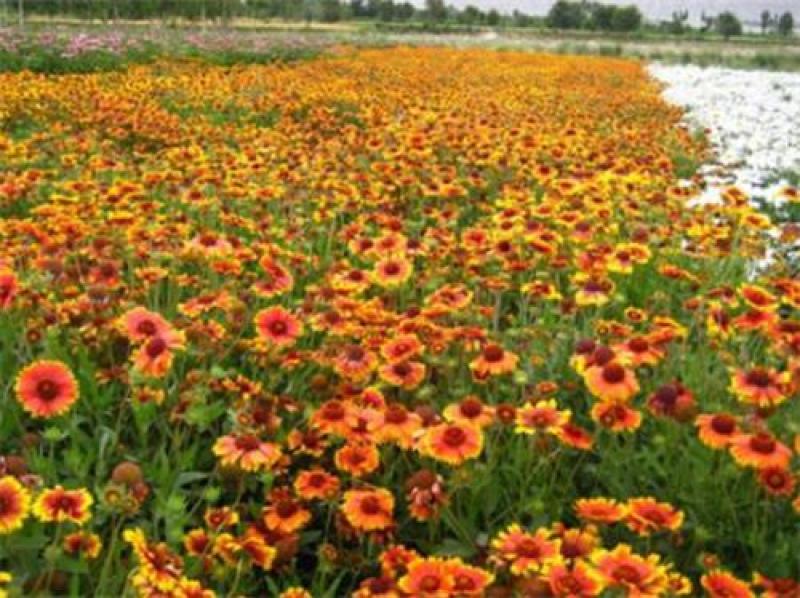 柳叶马鞭草种子花海景观花卉柳叶马鞭草公园花园观赏型花