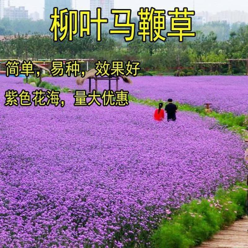 柳叶马鞭草种子花海景观花卉柳叶马鞭草公园花园观赏型花