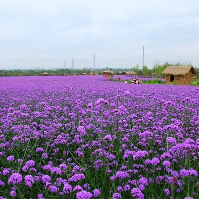 柳叶马鞭草种子花海景观花卉柳叶马鞭草公园花园观赏型花