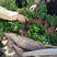 自家苗圃出售卫矛小苗卫矛床苗卫矛球形地栽苗绿化苗