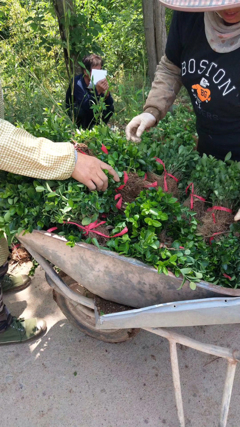 自家苗圃出售卫矛小苗卫矛床苗卫矛球形地栽苗绿化苗