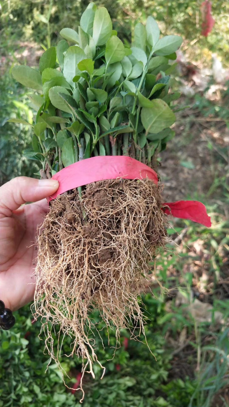 自家苗圃出售卫矛小苗卫矛床苗卫矛球形地栽苗绿化苗