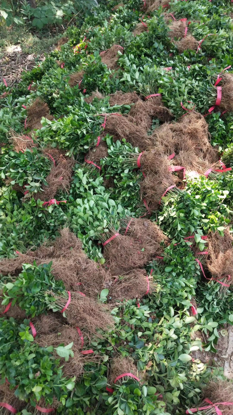 自家苗圃出售卫矛小苗卫矛床苗卫矛球形地栽苗绿化苗