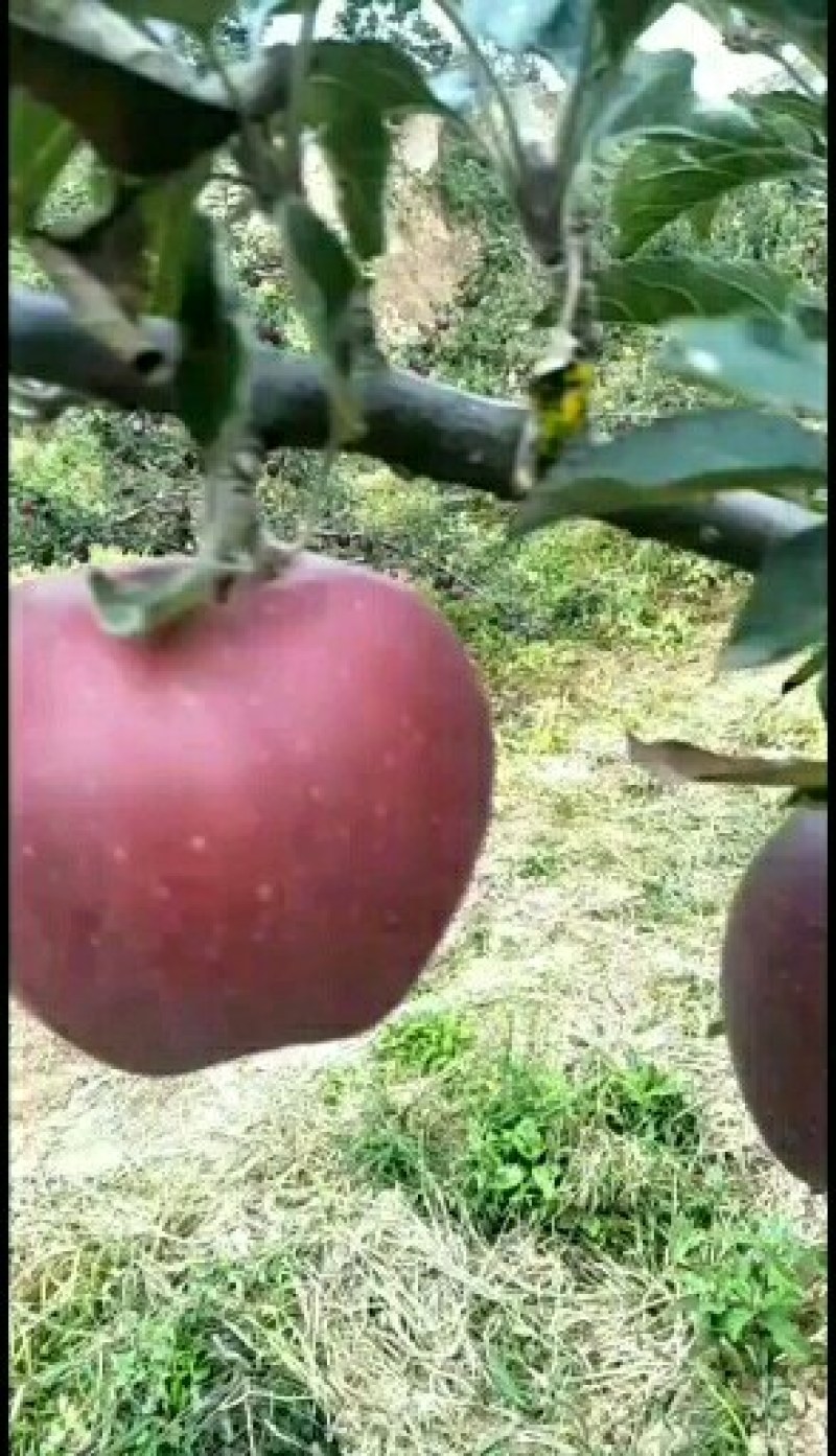 花牛苹果80mm起包邮产地直销，把新鲜速度到你舌尖