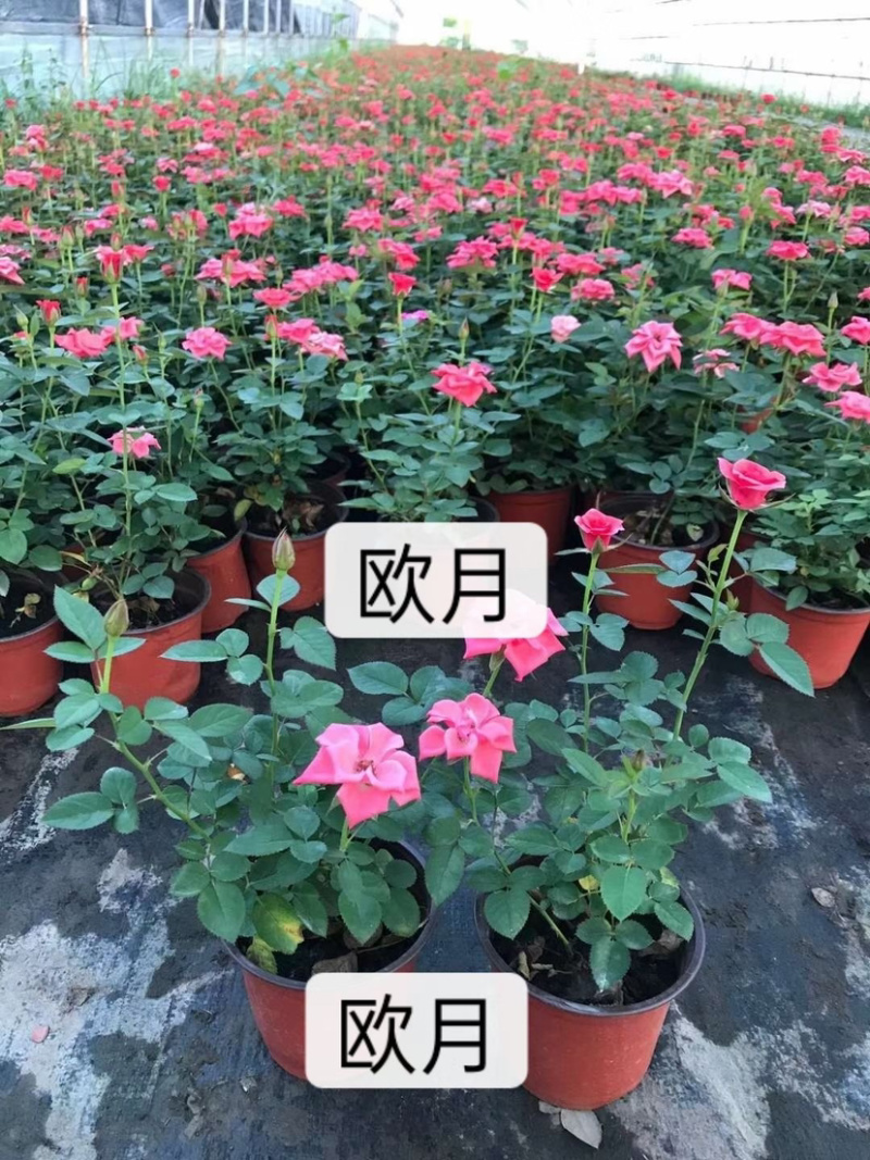 苗圃基地供应草花！地被花卉！