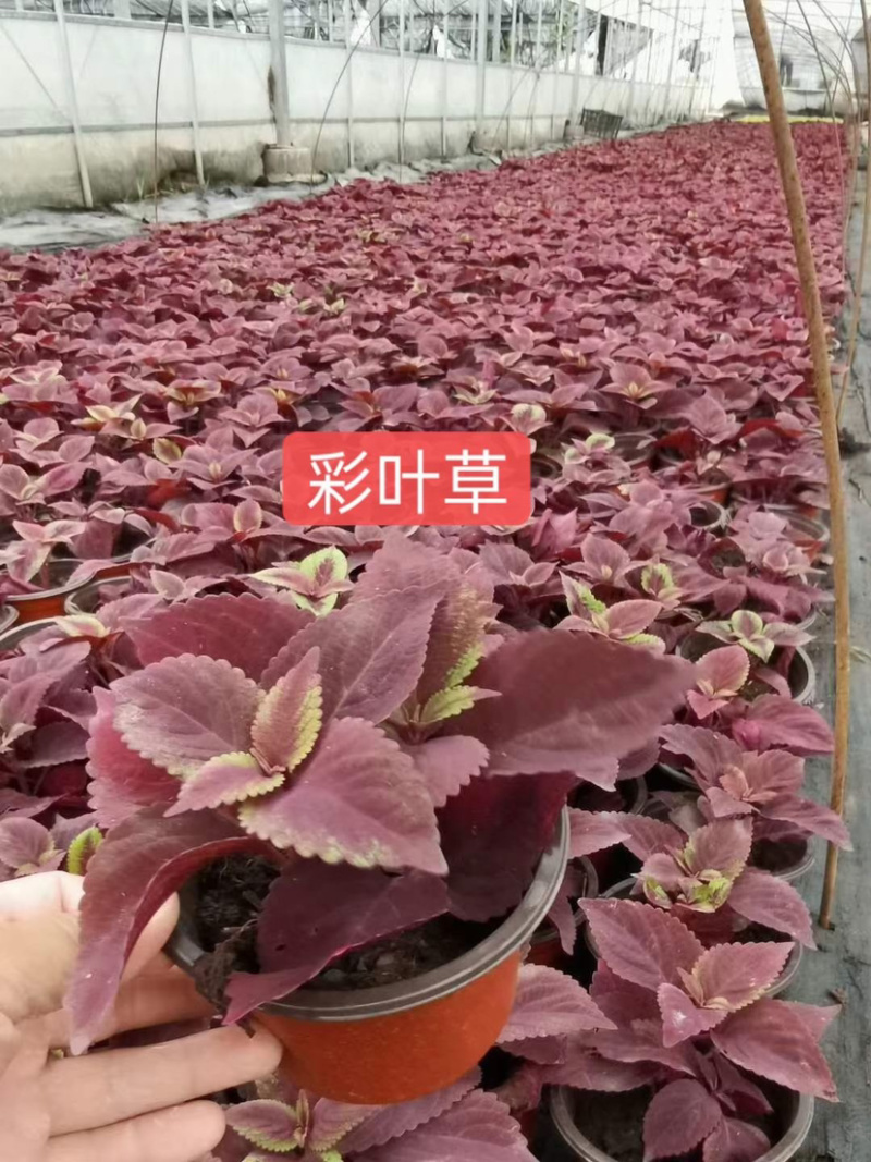 苗圃基地供应草花！地被花卉！