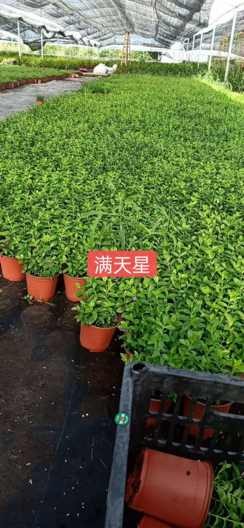 苗圃基地供应草花！地被花卉！