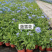 苗圃基地供应草花！地被花卉！