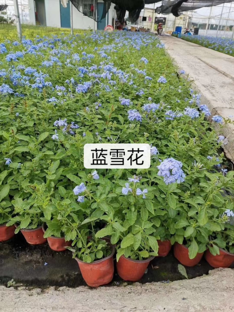 苗圃基地供应草花！地被花卉！