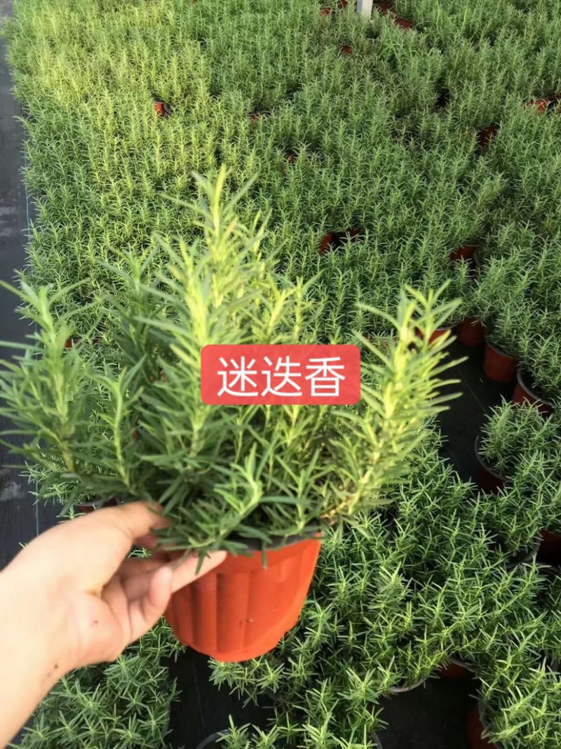 苗圃基地供应草花！地被花卉！