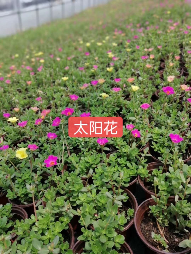 苗圃基地供应草花！地被花卉！